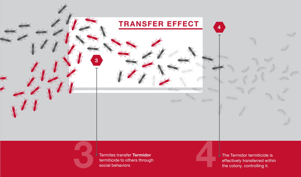 3. Termites transfer Termidor termiticide to others through social behaviors   4. The Termidor termiticide is  effectively transferred within  the colony. controlling it.
