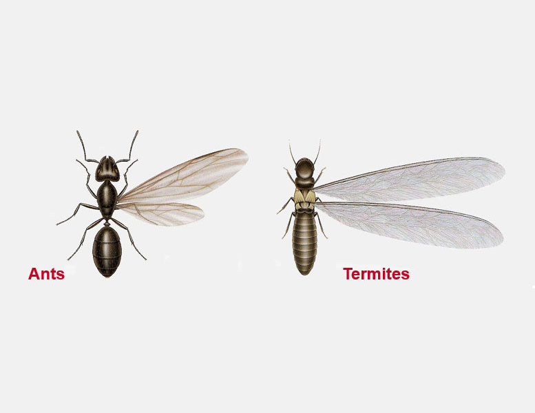 Ants versus termites