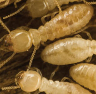 Western Subterranean Termites